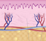 why skin ages, and what you can do about it